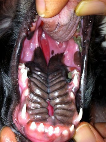Cleft of secondary palate in 13 week old puppy